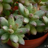 Adromischus schuldtianus ssp. juttae (RSA)